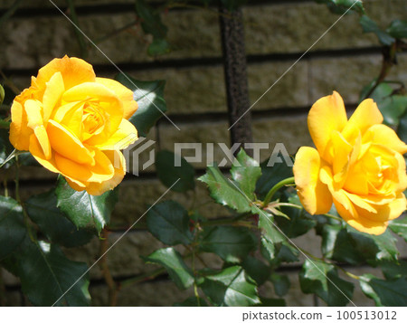 rose rose 100513012