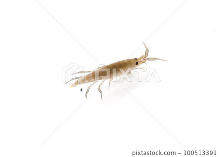 A friend of the Himehamatobimushi A friend of the Himehamatobimushi 100513391