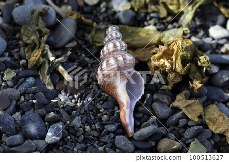 Naganishi Wreckage 100513627