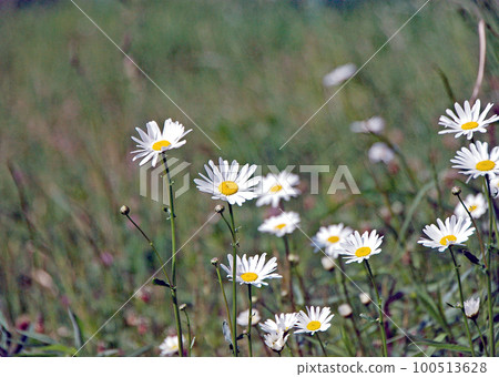 Pretty marguerites indispensable for gardens Bloom all at once in early spring in Hokkaido 100513628