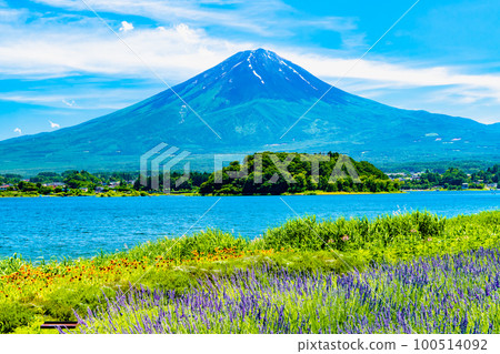 Mt.Fuji and Lavender ~Kawaguchiko Oishi Park~ 100514092