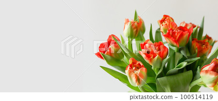 Peony-shaped terry orange-red tulip flowers bouquet banner close up on white background Peony-shaped terry orange-red tulip flowers bouquet banner close up on white background 100514119