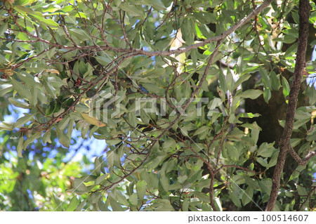 ogatamanoki/busy foliage ogatamanoki/busy foliage 100514607