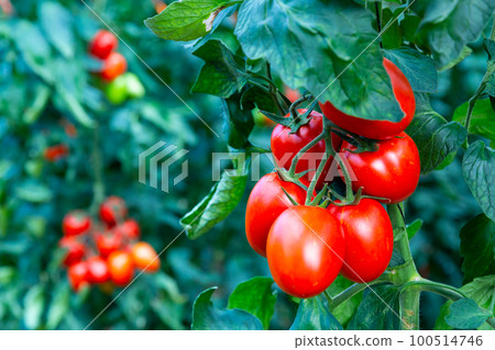 Rows of harvest of ripe red tomatoes in greenhouse 100514746