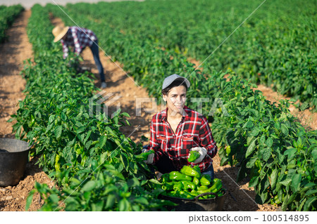 Portrait of woman picking harvest of bell peppers to basket Portrait of woman picking harvest of bell peppers to basket 100514895