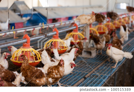 Brown and white chickens walking and eating in henhouse 100515389