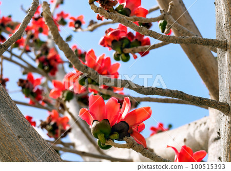 Blooms the Bombax Ceiba (Lat. - Bombax ceiba) or Cotton Tree 100515393