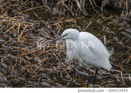 站立在灌溉渠的小白鷺 100515455
