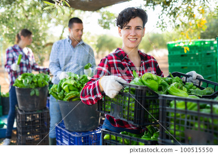 Woman farmer stacking crates with green pepper 100515550