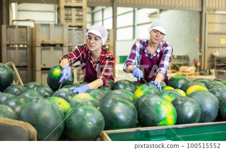 Women sorting fresh watermelons in factory Women sorting fresh watermelons in factory 100515552