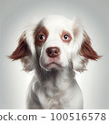 a dog's face with brown and white fur on its head, looking up at the camera to the right 100516578