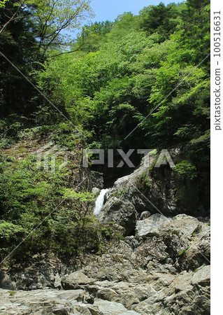 御茶井谷新鮮綠色 御茶井谷新鮮綠色 100516631
