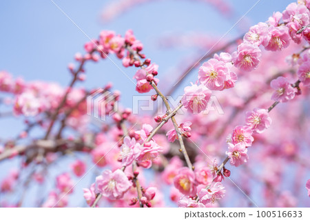 早春盛開的粉紅色梅花 100516633