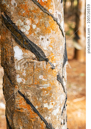 Rubber tree on plantation, close-up. Collecting latex from rubber tree. Rubber tree on plantation, close-up. Collecting latex from rubber tree. 100516859