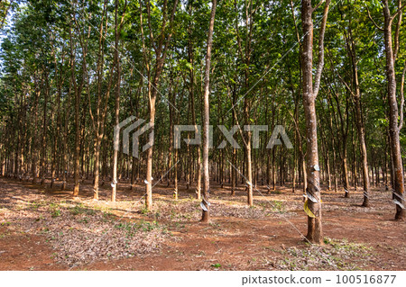 Rubber tree plantation. Rowes of rubber trees in tropical woodland. 100516877