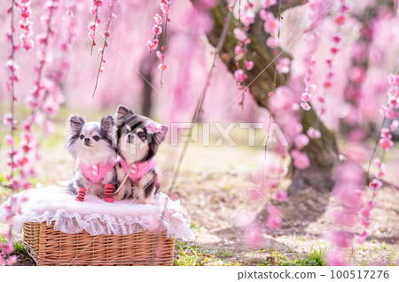 Two small dogs posing in an early spring plum grove Two small dogs posing in an early spring plum grove 100517276