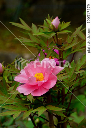 Botan Hasedera (Nara Prefecture) Botan Hasedera (Nara Prefecture) 100517379