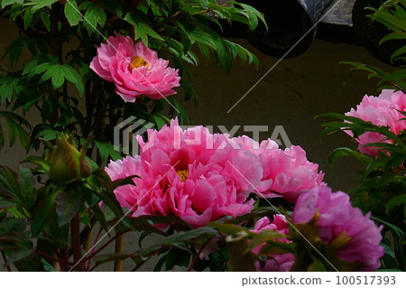 Botan Hasedera (Nara Prefecture) Botan Hasedera (Nara Prefecture) 100517393