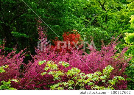 Botan Hasedera (Nara Prefecture) 100517662