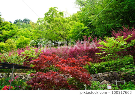 牡丹長谷寺（奈良縣） 100517663