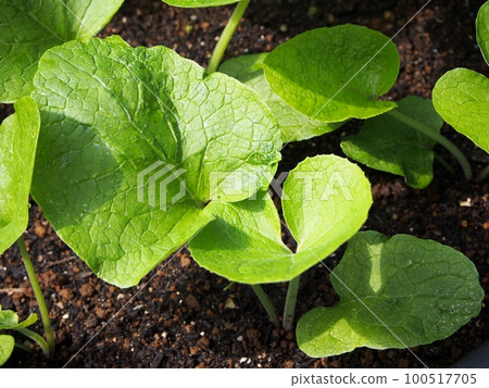 Cultivation of burdock Cultivation of burdock 100517705