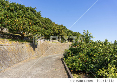 Scenery with mandarin orange field Scenery with mandarin orange field 100518118