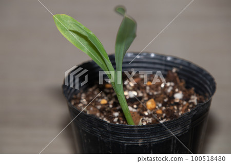 Making seedlings in the home garden (corn) Making seedlings in the home garden (corn) 100518480