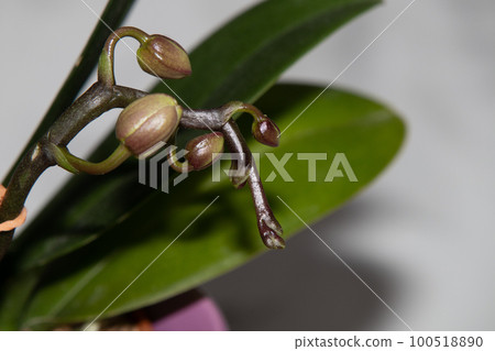 蝴蝶蘭花蕾 100518890