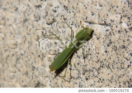 螳螂/綠螳螂攀附在石頭上 100519278