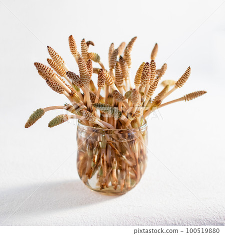 Freshly picked horsetail in a glass bowl, the arrival of spring Freshly picked horsetail in a glass bowl, the arrival of spring 100519880
