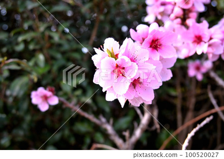 Peach blossoms Peach blossoms 100520027