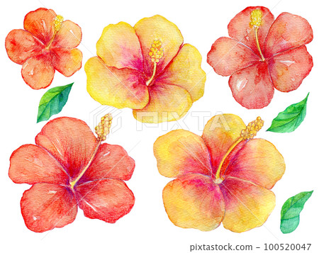 芙蓉花水彩插圖 100520047