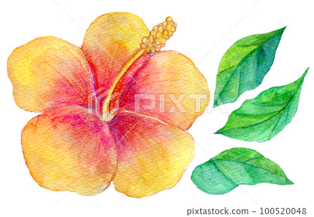 芙蓉花水彩插圖 100520048