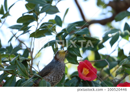 Bulbul covered with pollen 100520446