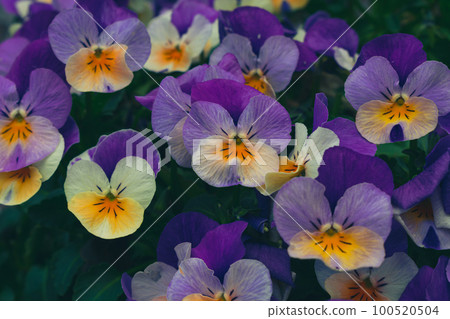 many small flowers many small flowers 100520504