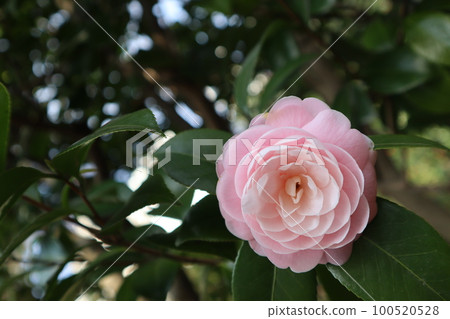 camellia, maiden camellia 100520528