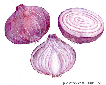 Purple onion watercolor illustration Purple onion watercolor illustration 100520540