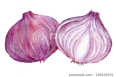 Purple onion watercolor illustration 100520541