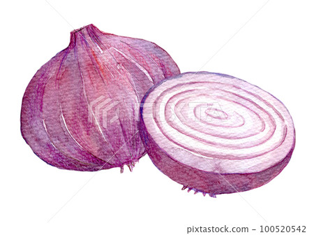 Purple onion watercolor illustration Purple onion watercolor illustration 100520542