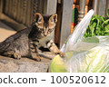 tabby small cat watching the vegetable in the market 100520612