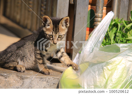 tabby small cat watching the vegetable in the market 100520612