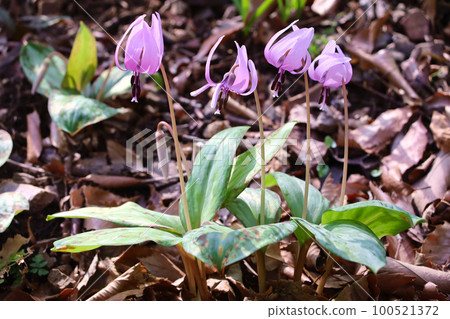 Dogtooth violet in Mibikiyama Park, Tochigi City Dogtooth violet in Mibikiyama Park, Tochigi City 100521372