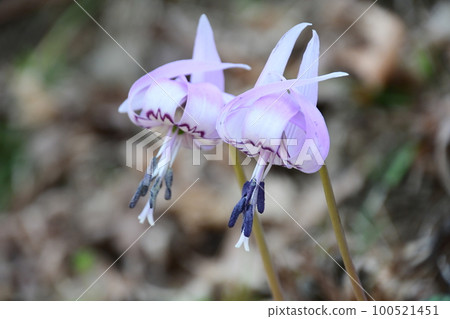 美麗的花朵盛開！ 100521451