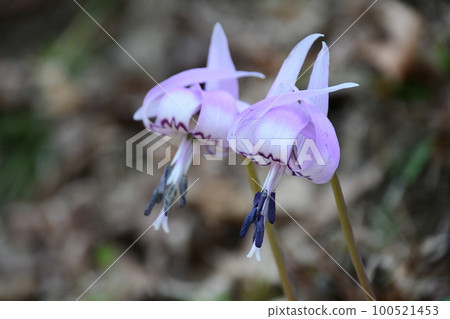 美麗的花朵盛開！ 100521453