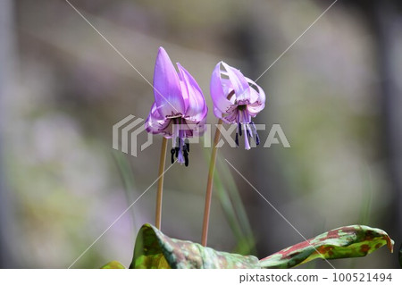 Pretty flowers are in full bloom! Pretty flowers are in full bloom! 100521494