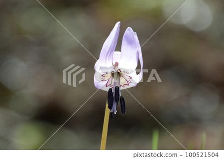 Pretty flowers are in full bloom! 100521504