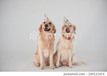 Party hats on heads. Two Golden retrievers together in the studio against white background 100522054