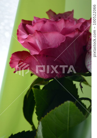 Pink rose on a green background. Close-up Pink rose on a green background. Close-up 100522066