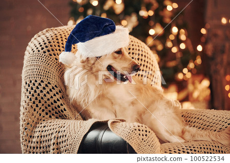 In santa hat. Cute Golden retriever at home. Celebrating New year and christmas In santa hat. Cute Golden retriever at home. Celebrating New year and christmas 100522534