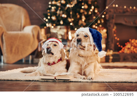 Conception of christmas. Two cute Golden retrievers together at home. Celebrating New year Conception of christmas. Two cute Golden retrievers together at home. Celebrating New year 100522695
